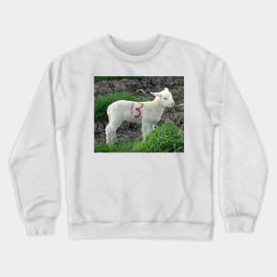 Cute Lamb 13th Crewneck Sweatshirt